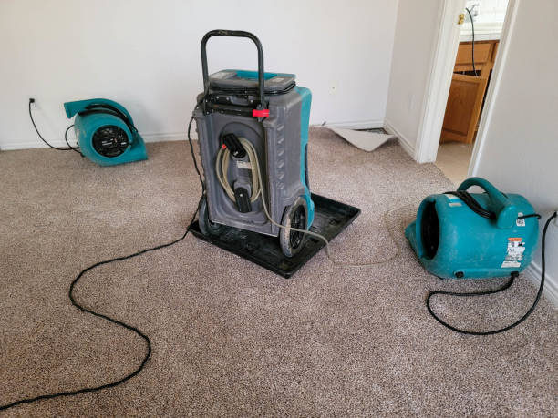 Best Mold removal after water damage  in Lealman, FL