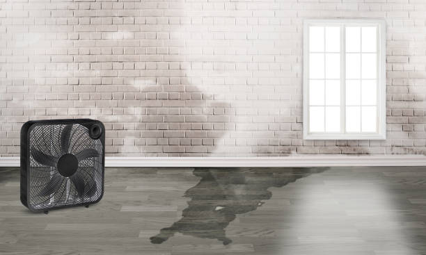 Best Local water damage restoration  in Lealman, FL