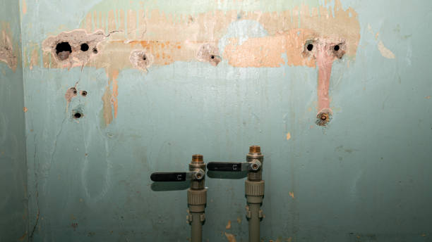 Best Carpet water damage restoration  in Lealman, FL