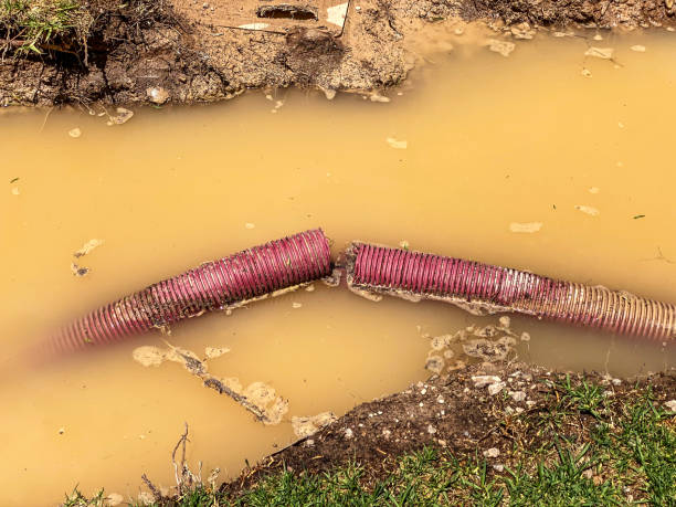  Lealman, FL Water damage restoration Pros